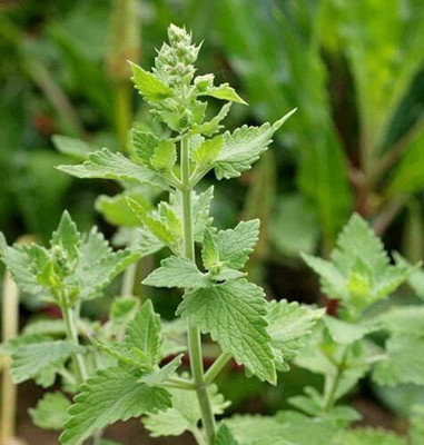 CYBEXIS GUA-32 - Catnip for Planting - (13500 Seeds) Seed(13500 per packet)