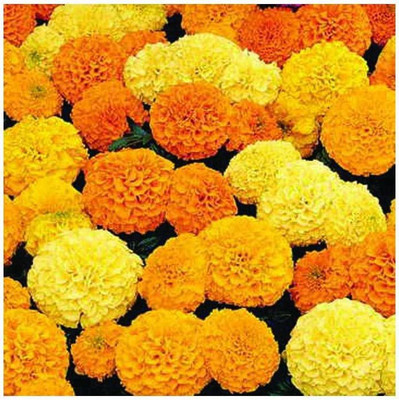 CYBEXIS PUAS-77 - Inca II Hybrid Mix Marigold - (2250 Seeds) Seed(2250 per packet)