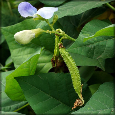 CRGO BEANS Seed(50 per packet)