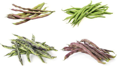 CYBEXIS String Bean Seeds 4 type combo800 Seeds Seed(800 per packet)