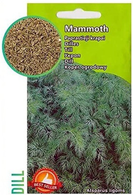 CYBEXIS Imported F1 Hybrid Dill Seeds700 Seeds Seed(700 per packet)