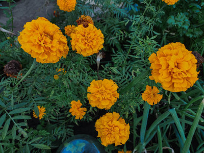 Bijaya Online Store marigold/gende ka phool flower seeds Seed(75 per packet)
