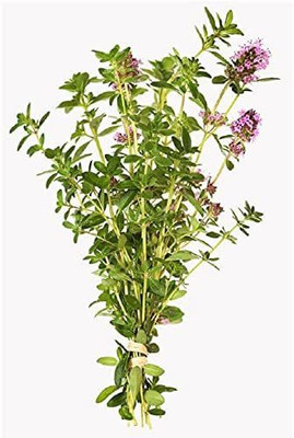 VibeX XLL-52 - Thyme German Winter - (1350 Seeds) Seed(1350 per packet)