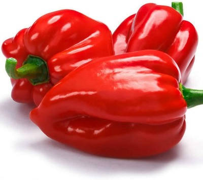 CYBEXIS Hybrid Chili Scorpion Hot Pepper Seeds 2400 Seeds Seed(2400 per packet)