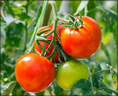 GREENSEA High Yielding Tomato Seeds for Home Gardening Seed(75 per packet)