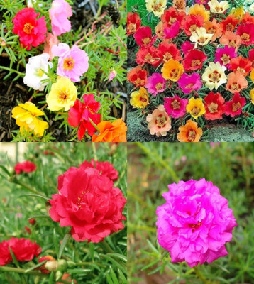 ibains Table rose seeds 81 Seed(81 per packet)