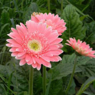 CYBEXIS XL-12 - Hybrid Pink Chrysanthemum - (30 Seeds) Seed(30 per packet)
