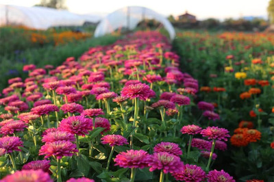 BJUBAS zinnia seeds pack of 37 Seed(37 per packet)
