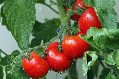 ibains Hybrid tomato seeds Seed(20 per packet)