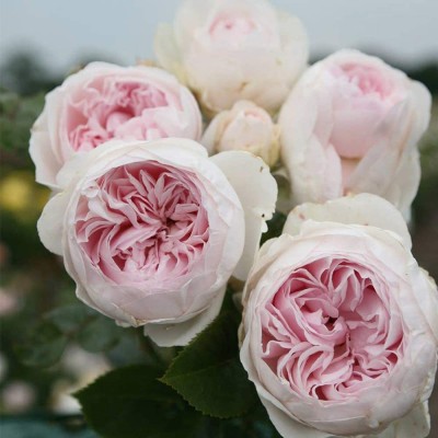 VibeX ® VXI-9 Climbing Rose by Heirloom Roses Seed(50 per packet)