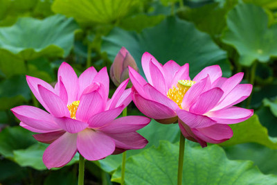 Divyansh lotus,kamal gatta Seed(11 per packet)