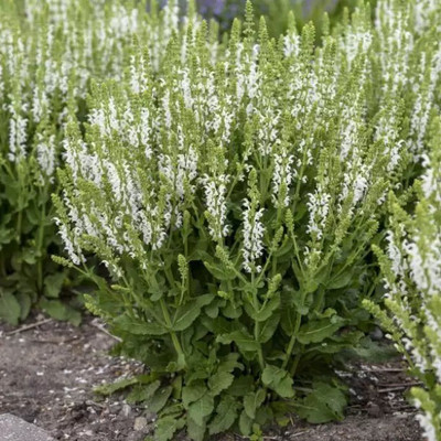 Aro Salvia Seed(20 per packet)