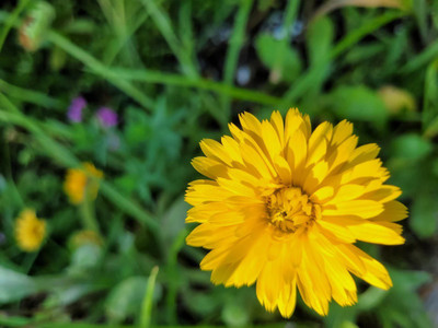 Lippy Calendula Flower Seed(70 per packet)