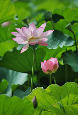 WILLWE lotus,kamal gatta Seed(10 per packet)