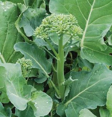 CYBEXIS Happy Rich' Chinese Broccoli (Gai-lon)2000 Seeds Seed(2000 per packet)