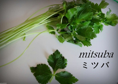 CYBEXIS LX-64 - Mitsuba Japanese parsley - (2250 Seeds) Seed(2250 per packet)