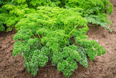 SOWCAN Parsley Moss Curled Seeds Herbs Non-GMO Seed(100 per packet)