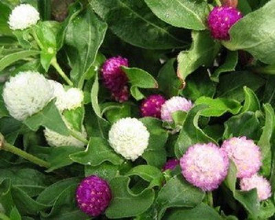 XOLDA Exotic gomphrena Seed(40 per packet)