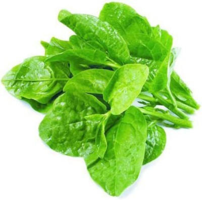 VibeX LX-98 - Malabar Spinach - (750 Seeds) Seed(750 per packet)