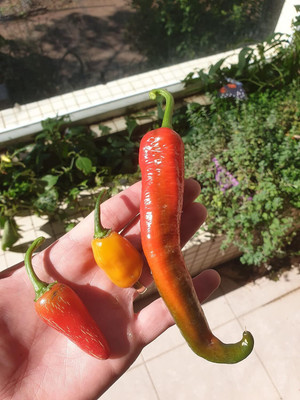 Qualtivate NBIR-559 Tabasco Chilli Seeds Seed(200 per packet)