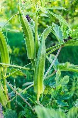 ibains Radhika bhindi seeds Seed(47 per packet)