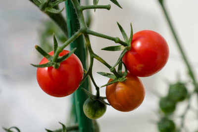 ARHAR tomato Seed(70 per packet)