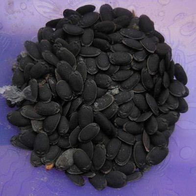 CYBEXIS GBPUT-95 - Fresh Sponge Gourd Tori - (100 Seeds) Seed(100 per packet)