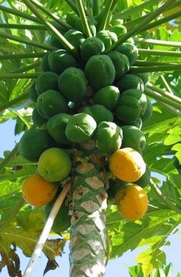 Seedsqlty Red lady 786 papaya seed taiwan f1 Seed(400 per packet)