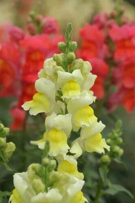 Lorvox Antirrhinum/Snapdragon/Dog Flower Dwarf Flower Seed(35 per packet)