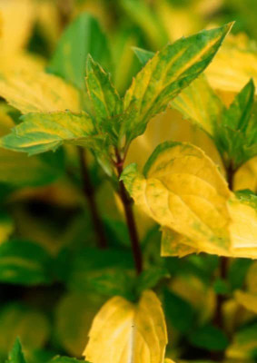 VibeX ® VMR-447 GINGER Mint Seeds Seed(200 per packet)