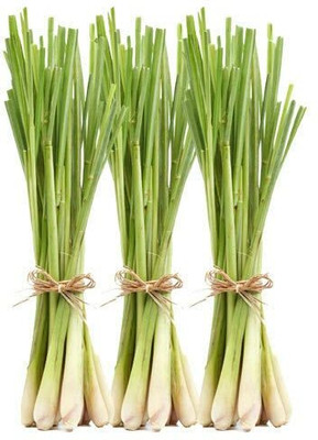 Aywal Lemon Grass Plant Seed(55 per packet)