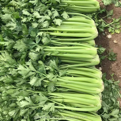 ENTENT Celery Vegetable/Herb Seed(150 per packet)