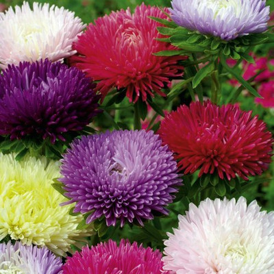 CYBEXIS ASTER MIXED FLOWER SEEDS Seed(1 g)