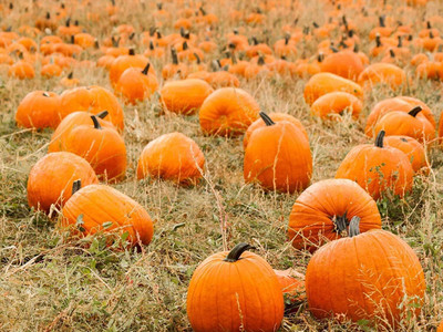 Qualtivate PUA5-A Jack O Lantern Non-GMO Seeds Seed(50 per packet)