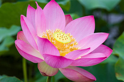 NV LIVE lotus,kamal gatta Seed(11 per packet)
