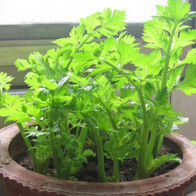CYBEXIS Four Seasons Celery Seeds2800 Seeds Seed(2800 per packet)