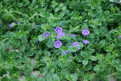 CEYA Ipomoea Convolvulus sabatius Seed(40 per packet)