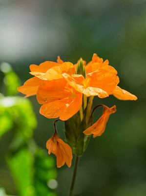 DRoz kanakambaram-firecracker-crossandra Seed(20 per packet)