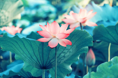 Lata lotus,kamal gatta Seed(14 per packet)