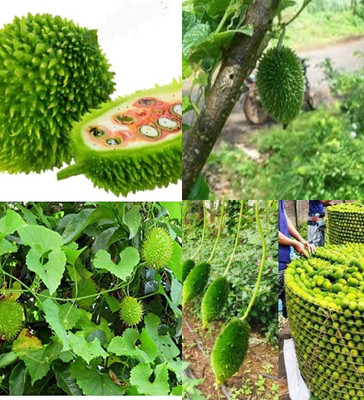 ibains Spiny gourd seed beez 6 Seed(6 per packet)