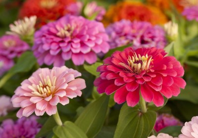 Lorvox Rare Queen Red Lime Zinnia Seed(40 per packet)