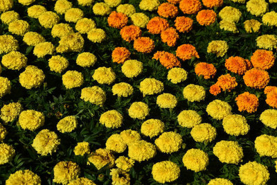 Plantzone marigold/gende ka phool flower seeds Seed(25 per packet)