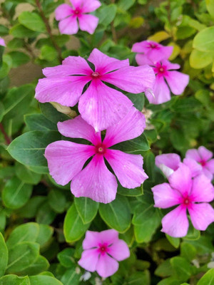 Lorvox Vinca flower seeds mix, high germination Seed(60 per packet)