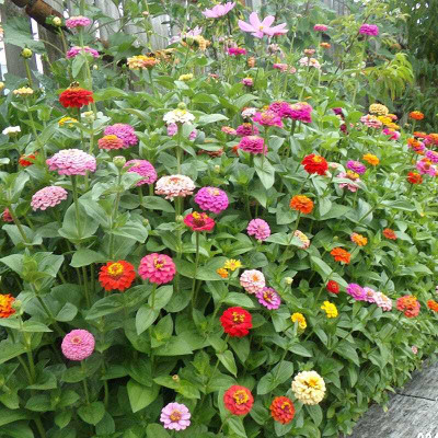 UGRA Zinnia Mix Seed(10 per packet)