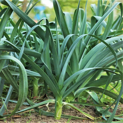 Biosnyg Hybrid American Flag Leek Vegetable Seeds For Gardening-(750 Seeds) Seed(750 per packet)