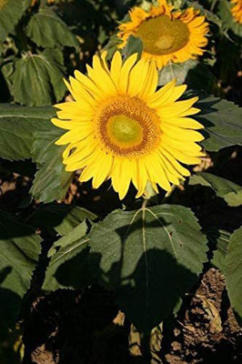 CYBEXIS TLX-58 - Sunflower Dwarf Sunspot Flower - (1350 Seeds) Seed(1350 per packet)