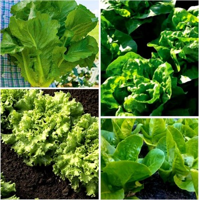 Qualtivate ICRA-8A Heat Tolerant Lettuce 4 Varieties Seed(300 per packet)