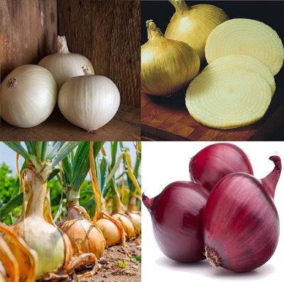 Qualtivate LX-336 Onion Short-Day (Multi) 4 Varieties Mix Seed(1000 per packet)