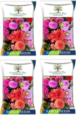 Countgreen Plus Dahlia Flower Fragrant Natural and Real Planting Summer Flowering for Lawn 800 Seed(800 per packet)