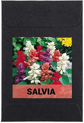 CYBEXIS Salvia Flower Seeds400 Seeds Seed(400 per packet)